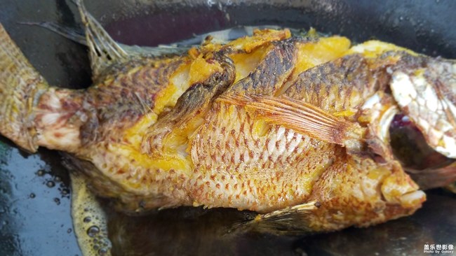 羅非魚
