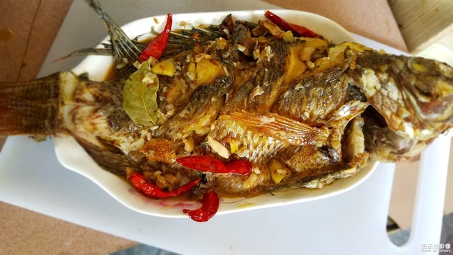 羅非魚