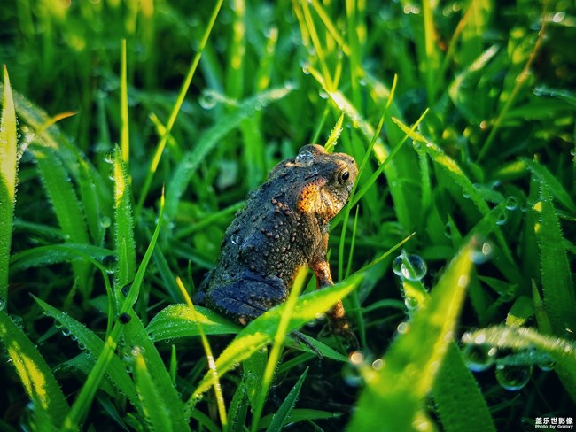 【第101期：三星Galaxy A9 Star | A9 Star Lite 正式發(fā)布】