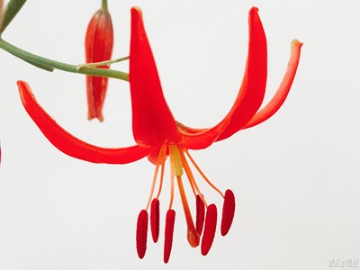 山丹丹花開紅艷艷