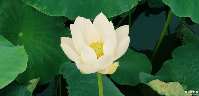 【第105期：距三星Galaxy系列新品發(fā)布 還有一個(gè)月！】