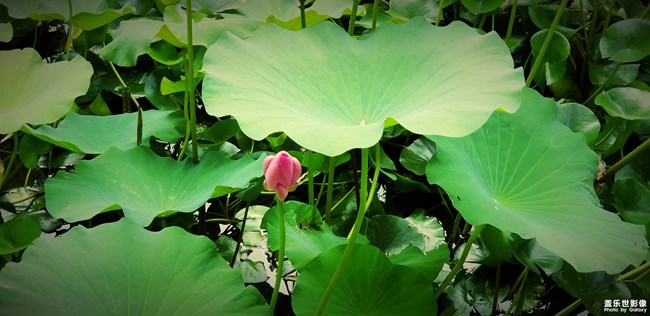 【第106期：三伏天來(lái)襲 各位一定要注意身體喲】