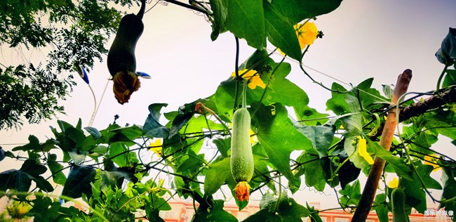 【第108期：距三星手機(jī)新品發(fā)布會(huì)還有一周時(shí)間！】