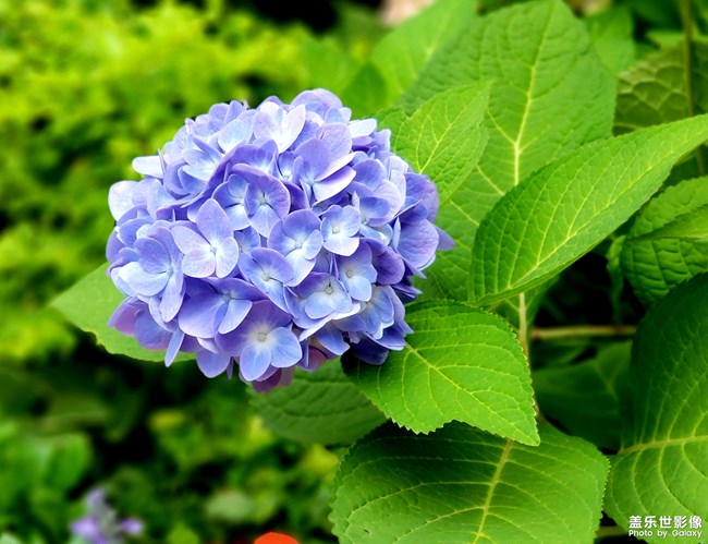 【第108期：距三星手機(jī)新品發(fā)布會(huì)還有一周時(shí)間！】