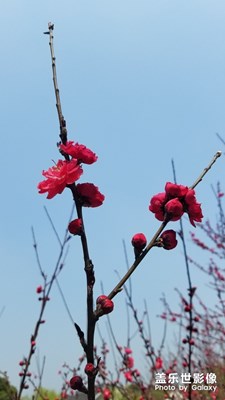 人面桃花相映紅。