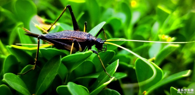 【第111期：七夕節(jié)你們都是怎么度過的呢？】