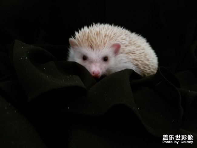 簡單生活－萌寵