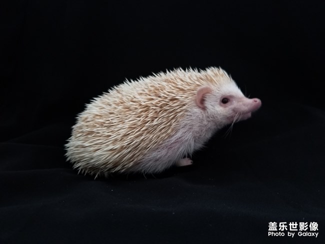 簡單生活－萌寵