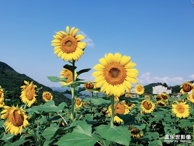 【自然之美】+向日葵