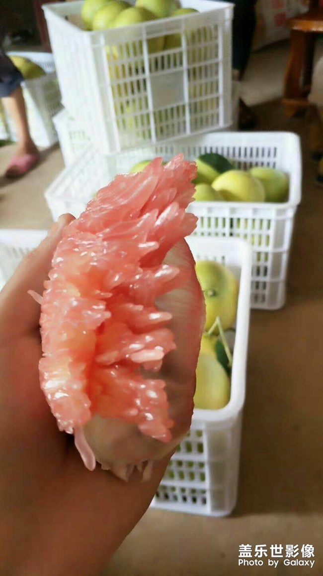 柚子開賣啦