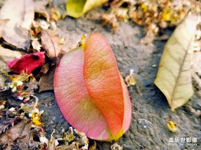 魅力金秋 復(fù)羽葉欒