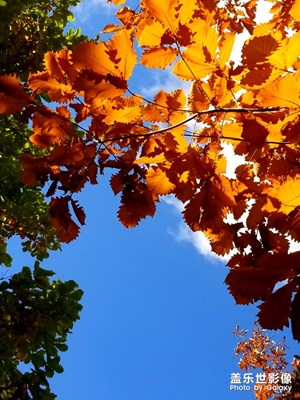 【相機(jī)里的國(guó)慶】+再見(jiàn)秋色