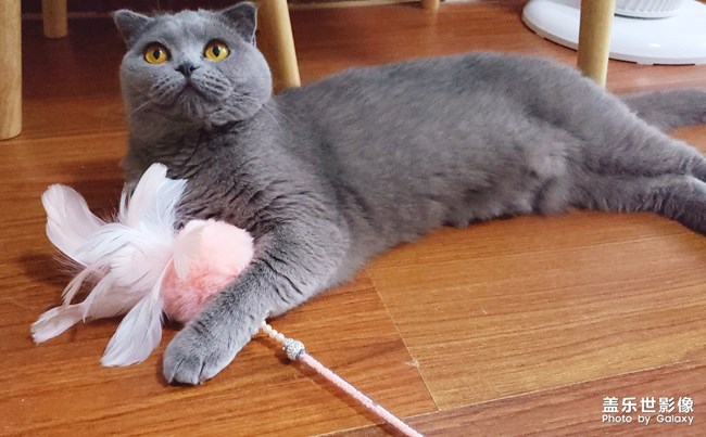 一只懷揣少女心的喵