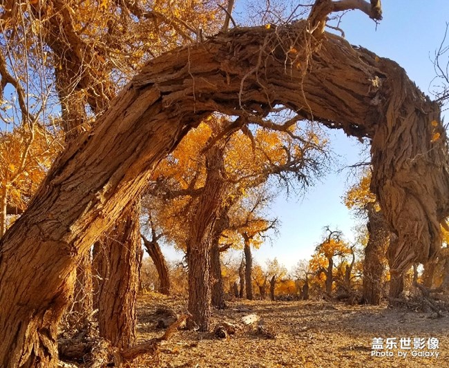 【每周精帖匯119】秋意正濃 是時(shí)候表演真正的技術(shù)了