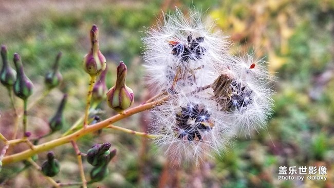 【秋至】+春來花之清 秋至葉飄零