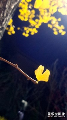 【秋至】＋黃金色的樹和落下來(lái)的葉