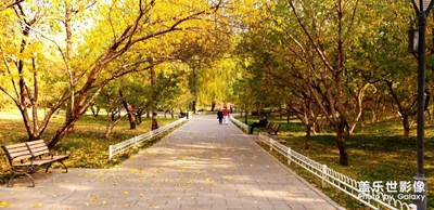 【為中國(guó)添色】北京秋景，*的銀杏 （大眾組）