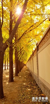 【為中國(guó)添彩】金色北京城 （大眾組）