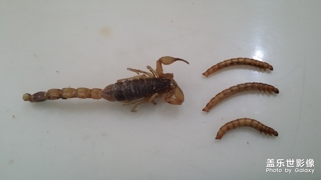 雖然。。。但是很好吃??！