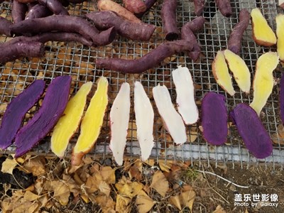 地瓜曬干。。。
