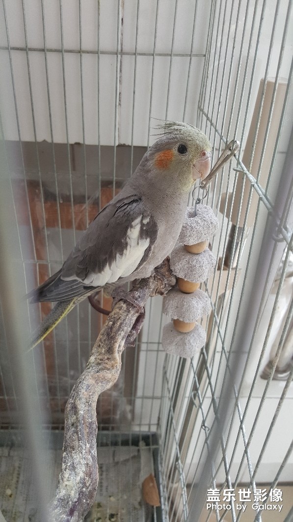 玄鳳，鳥(niǎo)中二哈