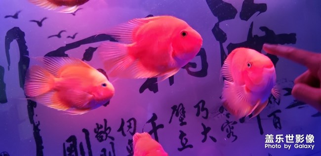 愛笑的小魚