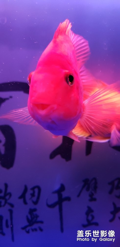 愛笑的小魚