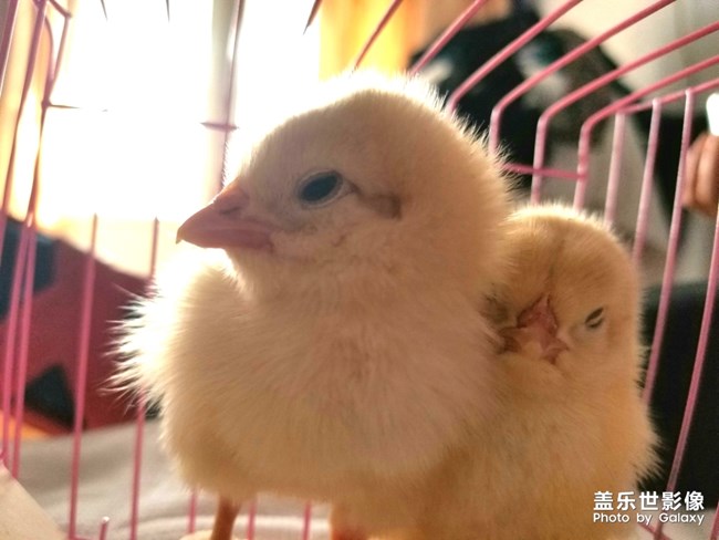 寵物三星s8+相機，像素太好了，（湊夠10個字??）