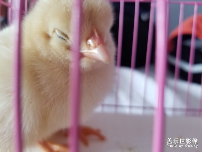 寵物三星s8+相機，像素太好了，（湊夠10個字??）