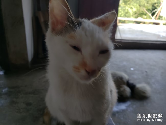 好想養(yǎng)一只