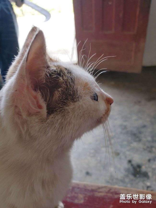 好想養(yǎng)一只