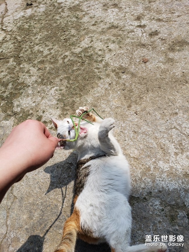 好想養(yǎng)一只