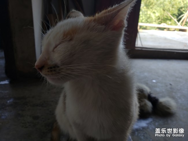 好想養(yǎng)一只