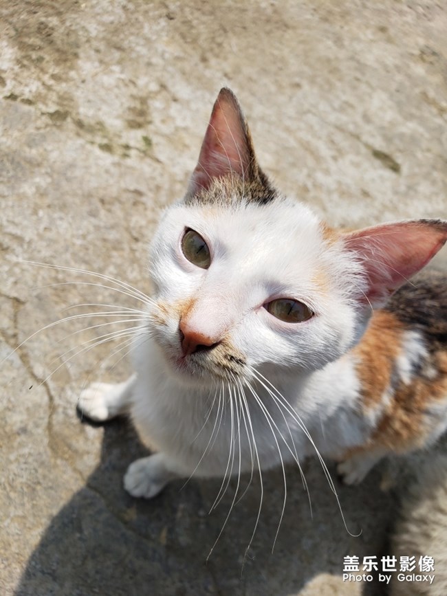 好想養(yǎng)一只