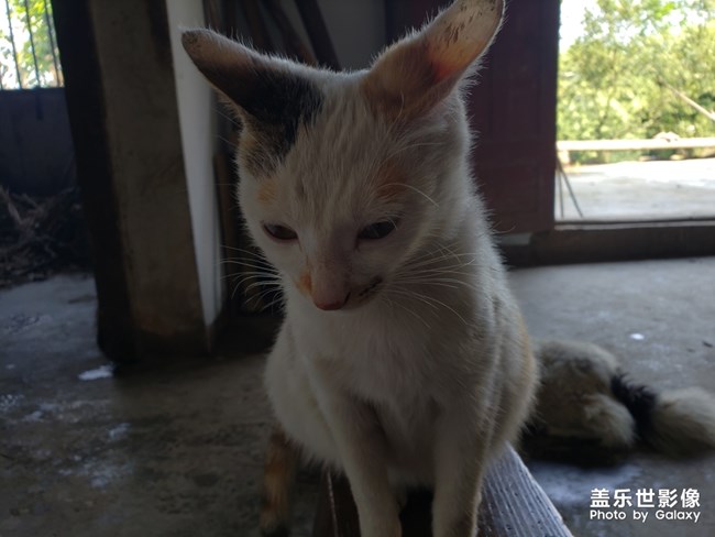 好想養(yǎng)一只