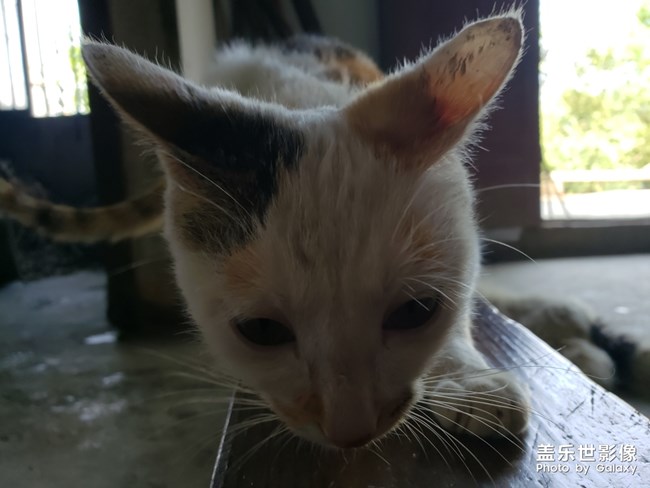 好想養(yǎng)一只