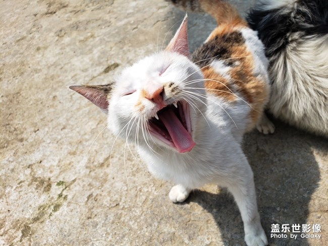 好想養(yǎng)一只