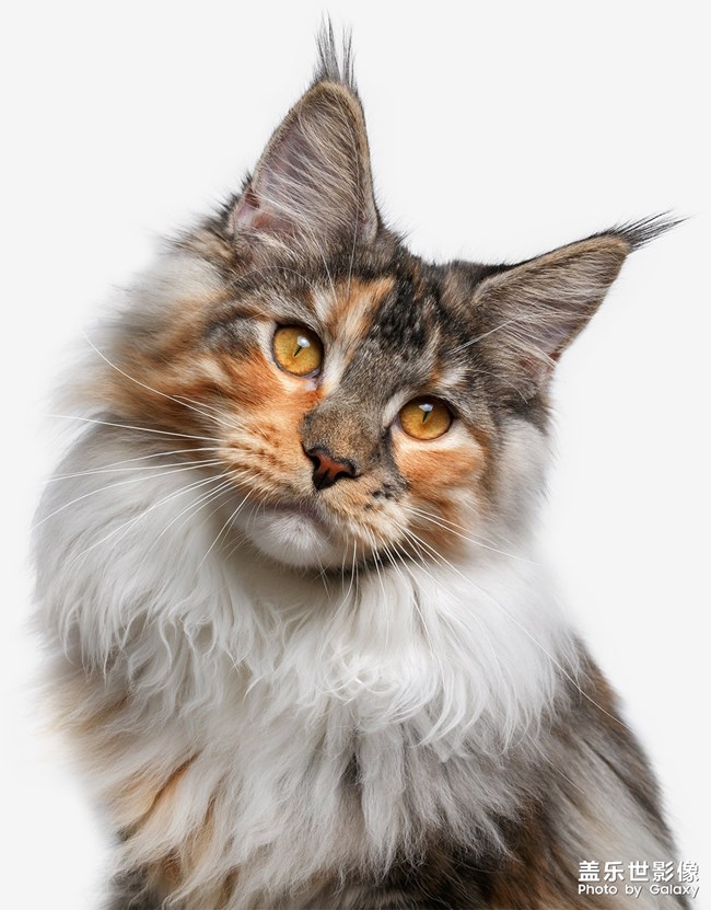 It's my cat