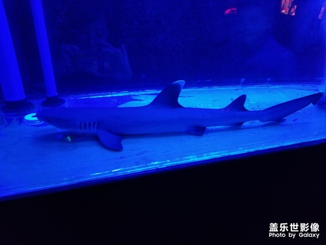 夜拍的小鯊魚