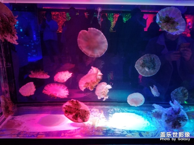 夜拍的小鯊魚