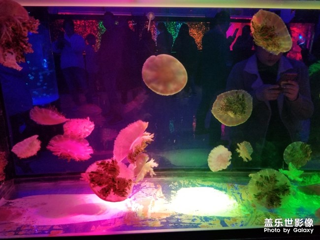 夜拍的小鯊魚