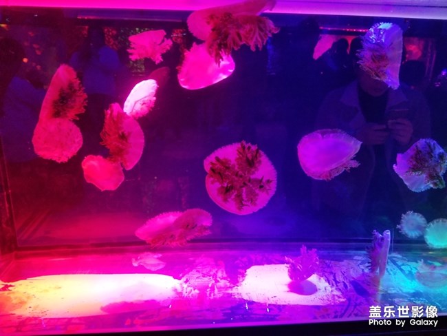 夜拍的小鯊魚