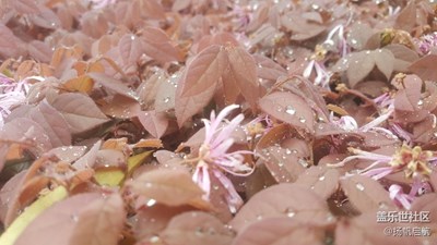 這是什么花，長得像塑料一樣