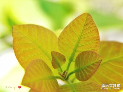 【陽(yáng)光的味道】+和陽(yáng)光做游戲