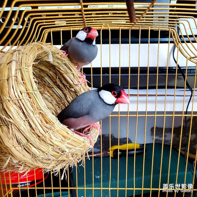 恩愛(ài)的文鳥(niǎo)