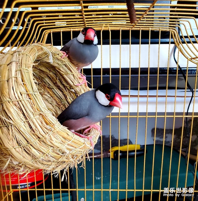 恩愛(ài)的文鳥(niǎo)