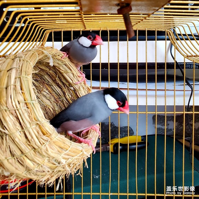 恩愛(ài)的文鳥(niǎo)