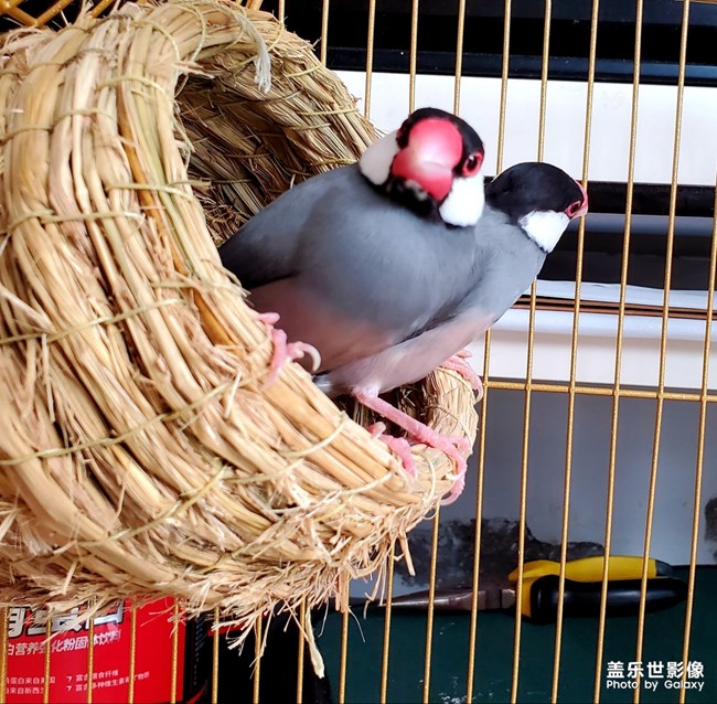 恩愛(ài)的文鳥(niǎo)