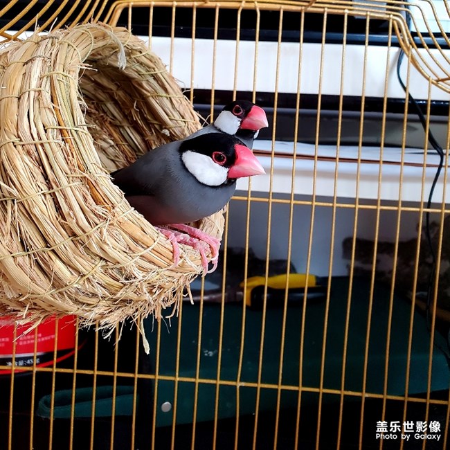 恩愛(ài)的文鳥(niǎo)