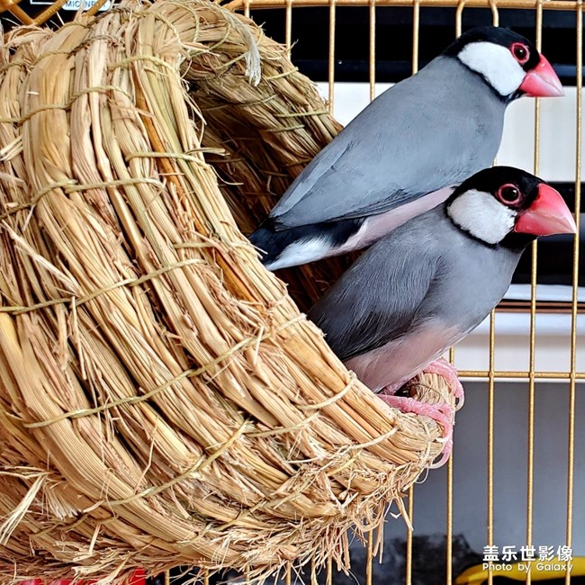 恩愛(ài)的文鳥(niǎo)